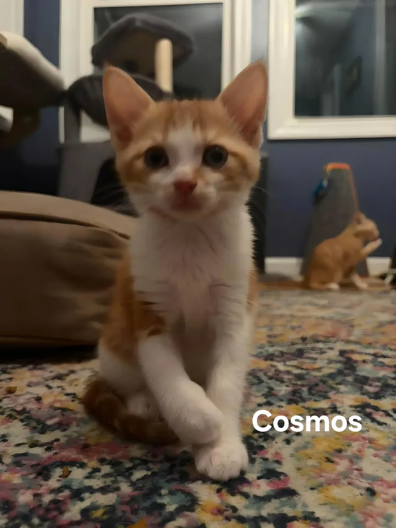 A baby medium-sized male Orange & White Domestic Short Hair cat named Cosmos for adoption in Chicopee, MA