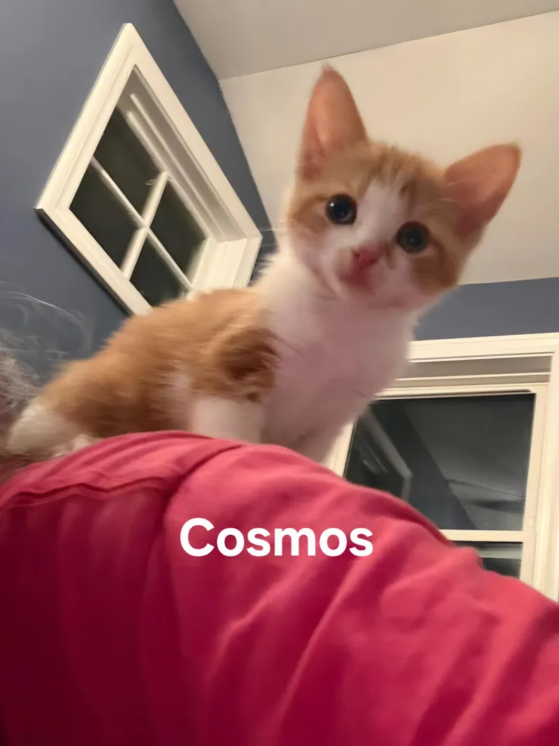 Cosmos thumbnail 2