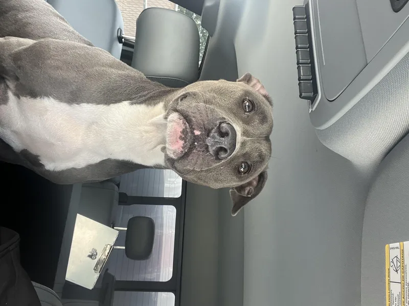 A young medium-sized female Pit Bull Terrier dog named Lila for adoption in Killeen, TX