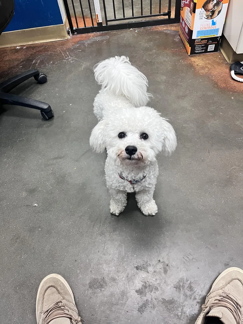 A young small-sized male Bichon Frise dog named Aries for adoption in Council Bluffs, IA