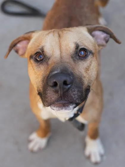 An adult large-sized male Mixed Breed dog named Merchant for adoption in Chamblee, GA