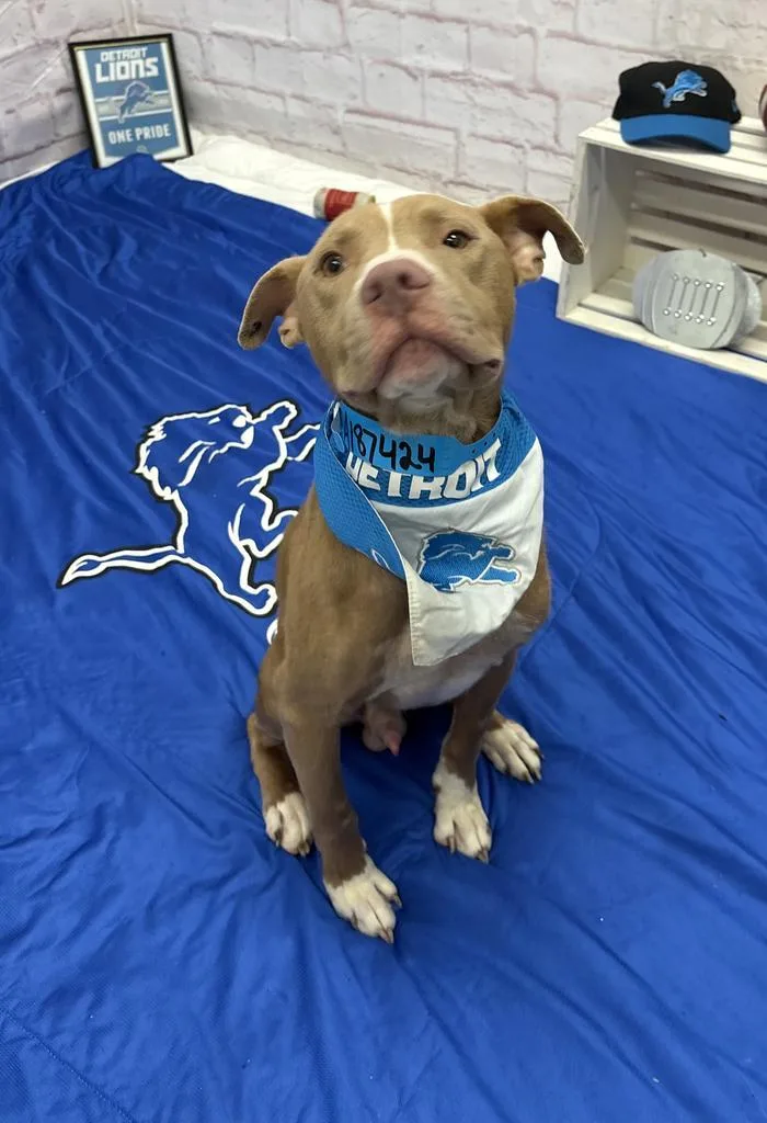 An adult medium-sized male Mixed Breed dog named Bullet for adoption in Detroit, MI