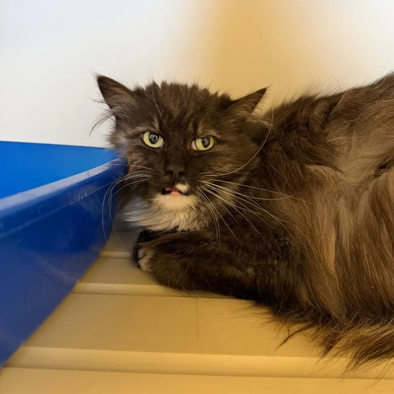 An adult small-sized female Gray / Blue / Silver Domestic Long Hair cat named Dusk for adoption in Cody, WY