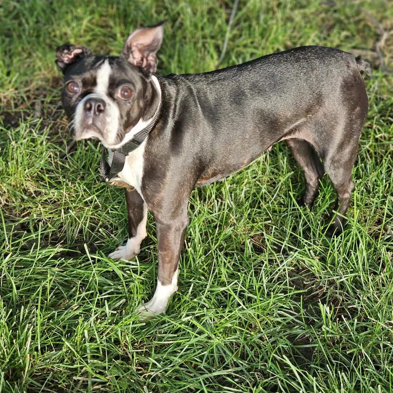 An adult small-sized female Brindle Boston Terrier dog named Mocha for adoption in O Fallon, IL