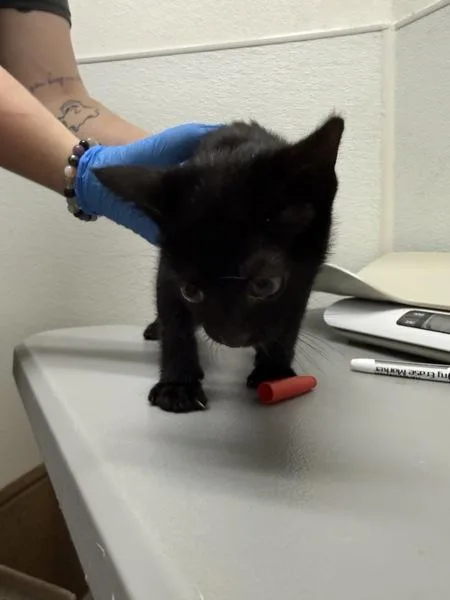 A baby small-sized male Domestic Short Hair cat named Oliver for adoption in Silverdale, WA