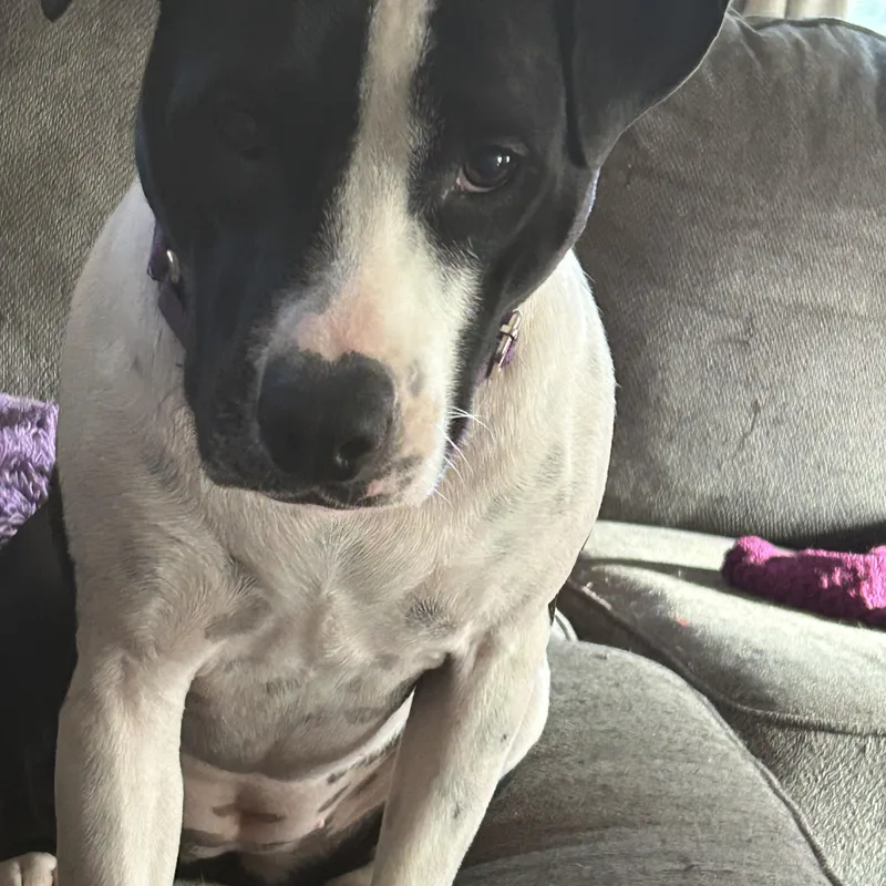 A young large-sized female Pit Bull Terrier dog named Tilly for adoption in Coldwater, MI