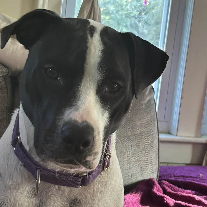 Tilly thumbnail 2