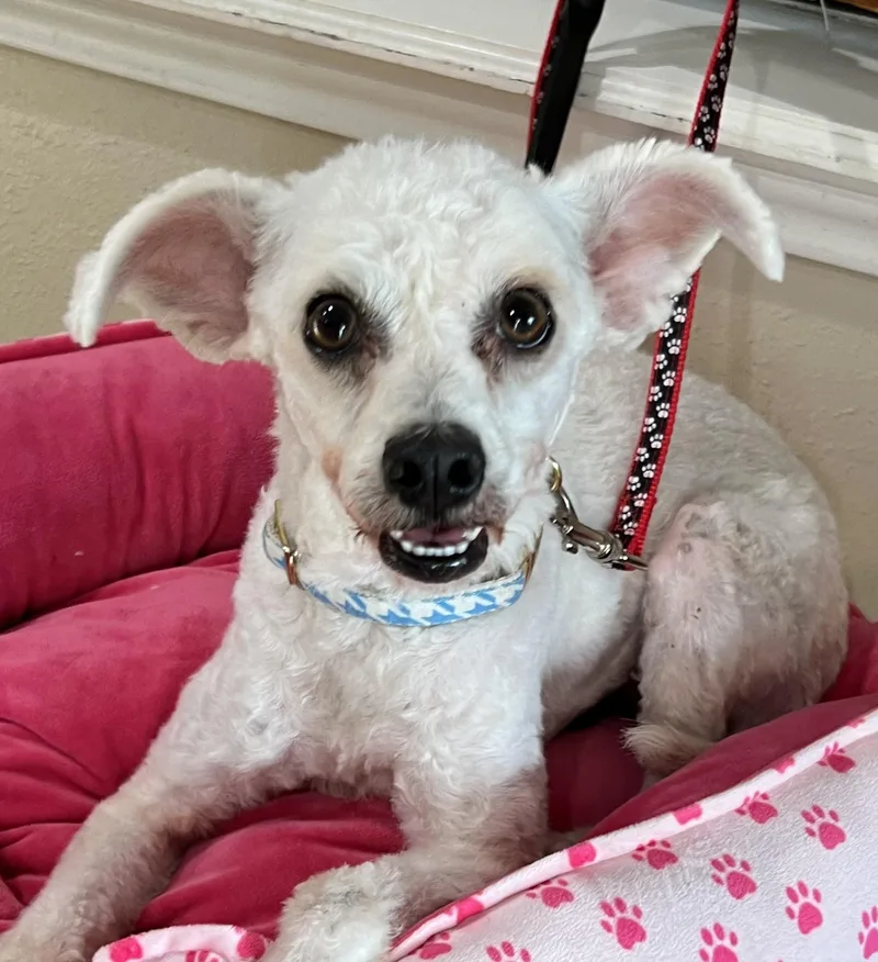 An adult small-sized female Miniature Poodle dog named Glacier for adoption in Bellaire, TX