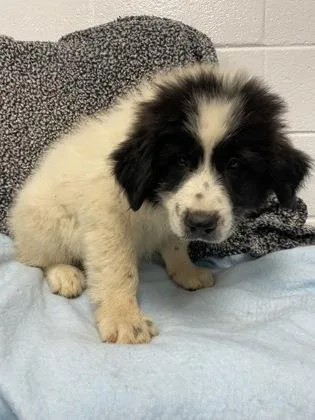 An adult large-sized male Great Pyrenees dog named Jlo for adoption in Spruce Pine, NC