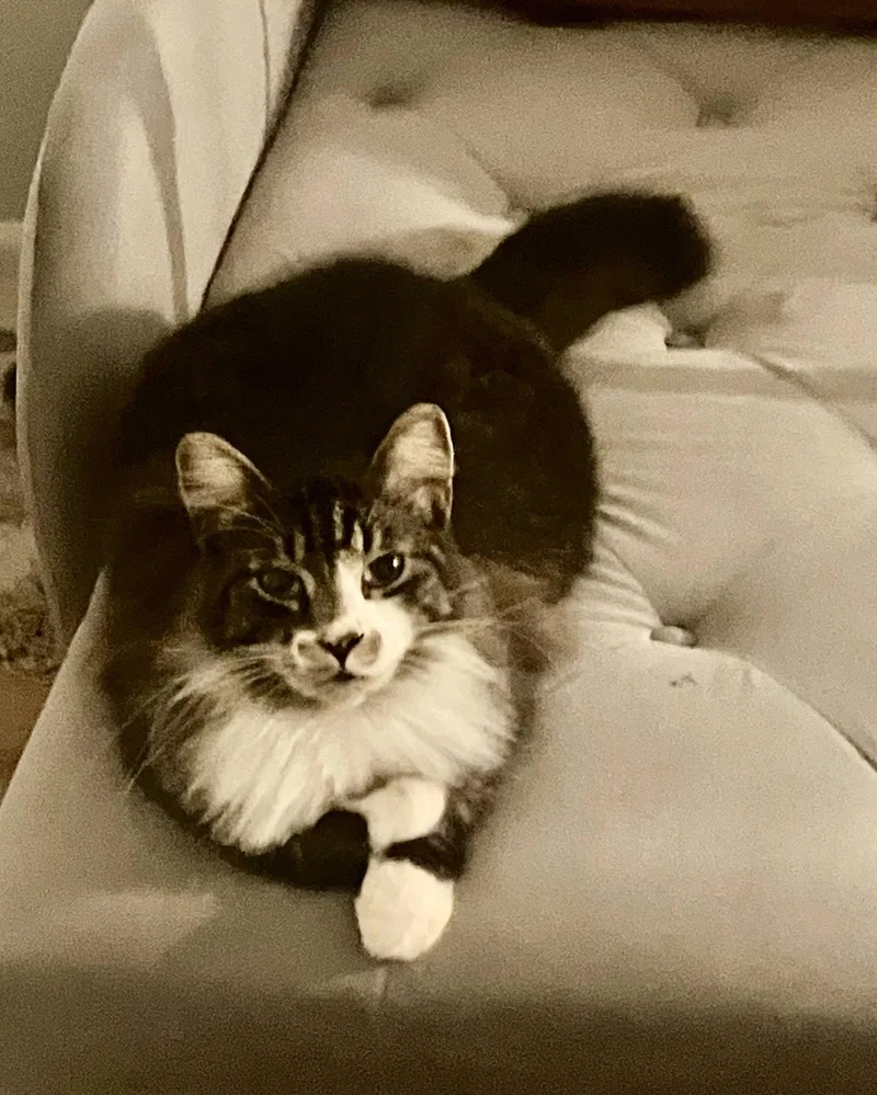 Stetson