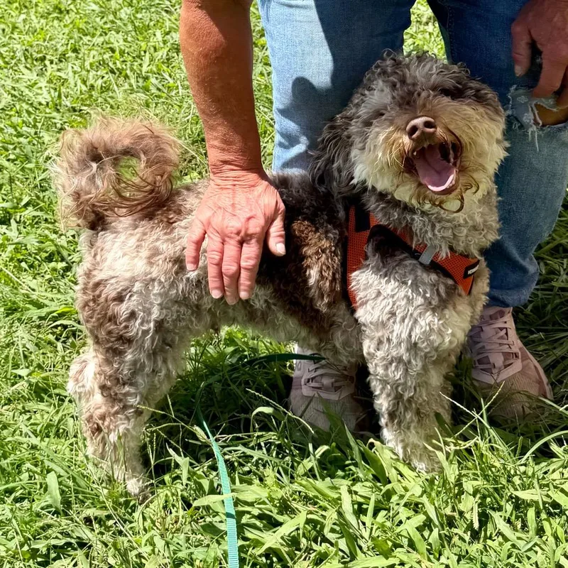 Teddy Bear Missouri