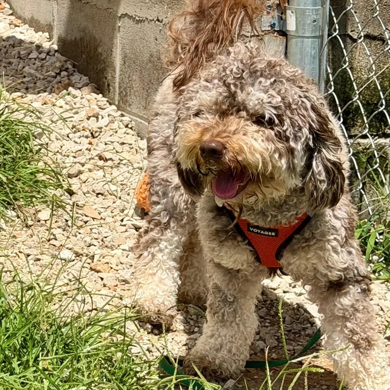 Teddy Bear  Missouri thumbnail 3
