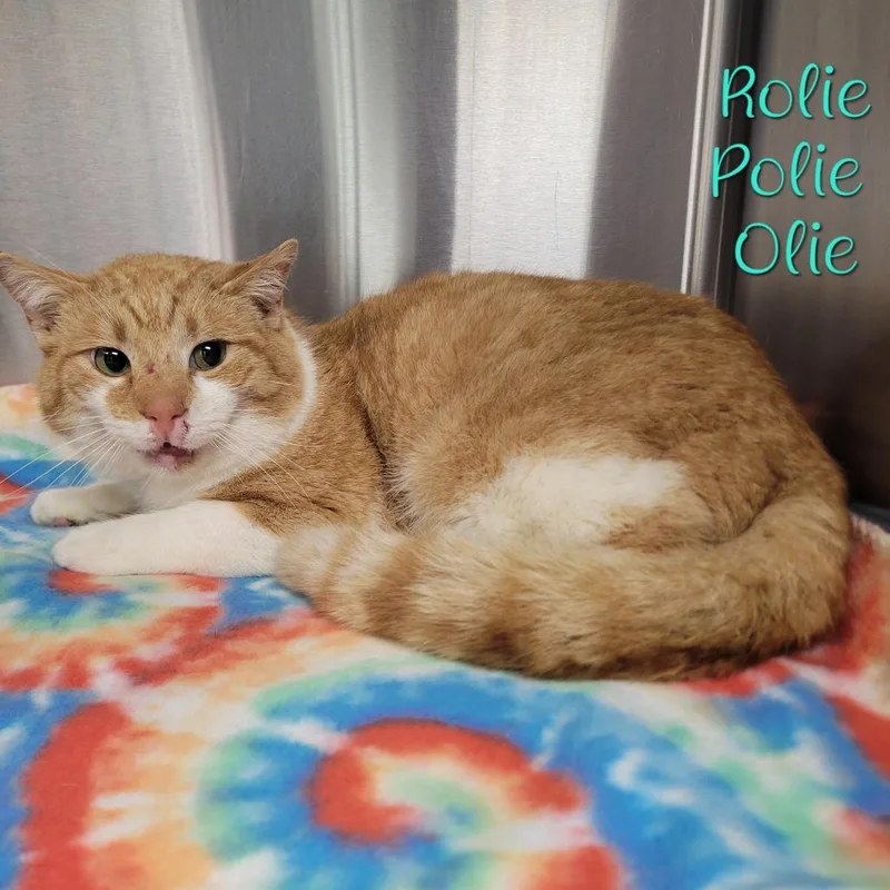 Rolie Polie Olie