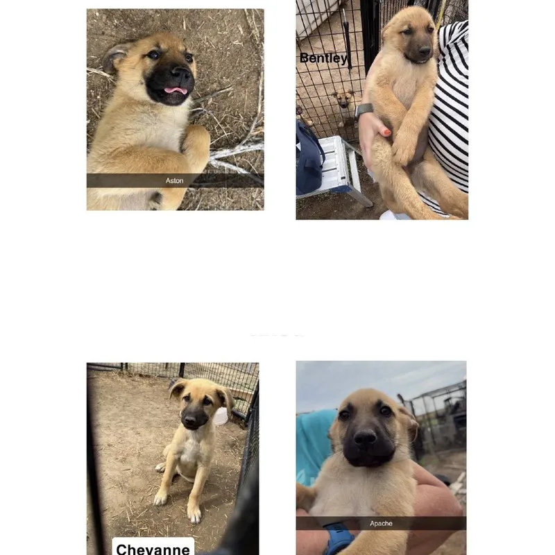 A baby small-sized male German Shepherd Dog dog named Apache for adoption in Parker, CO