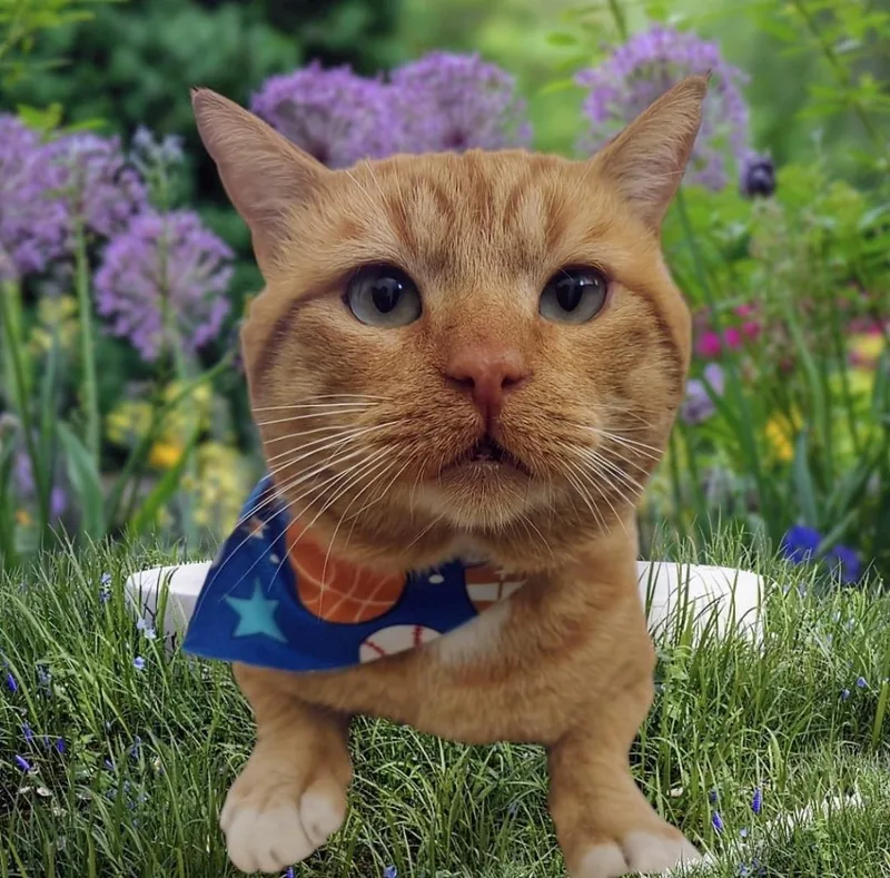 A young small-sized male Tabby (Orange / Red) Domestic Short Hair cat named Berry for adoption in Rowland Heights, CA