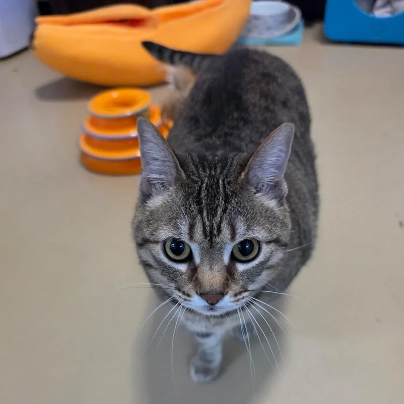 Nala  Chino Hills thumbnail 2