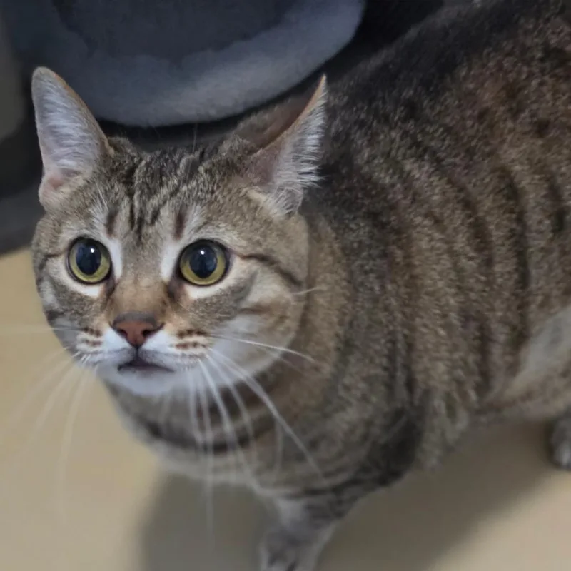 Nala  Chino Hills thumbnail 3