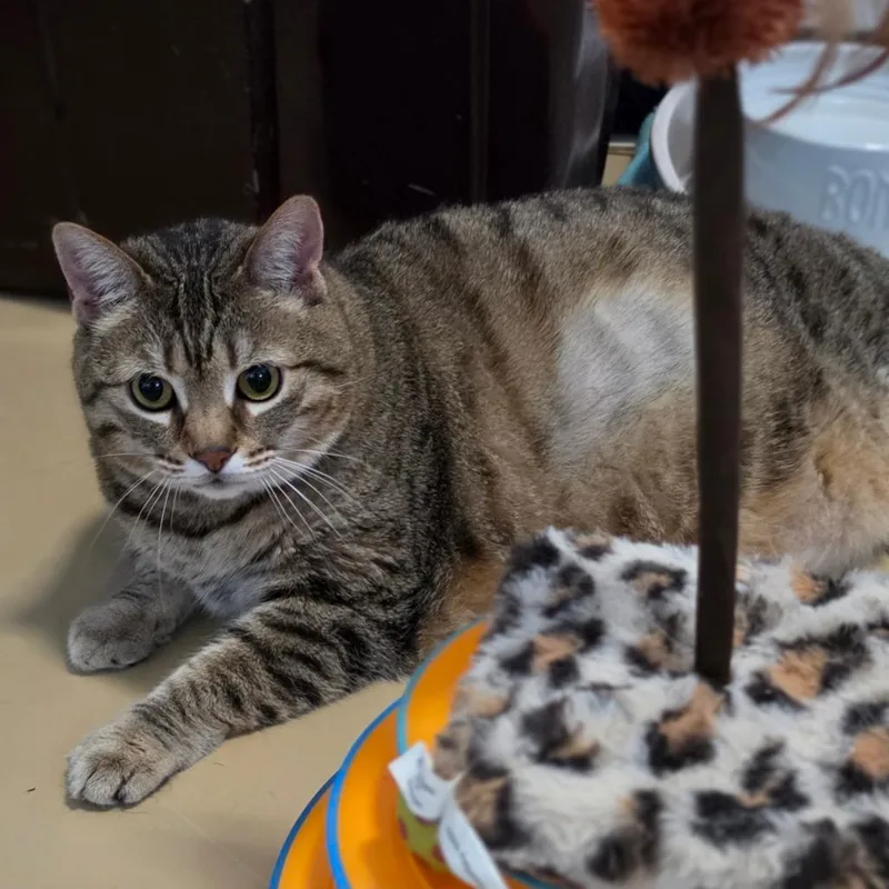 Nala  Chino Hills thumbnail 4