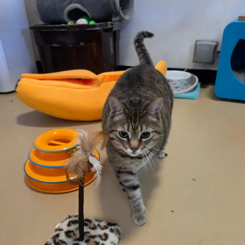 Nala  Chino Hills thumbnail 5