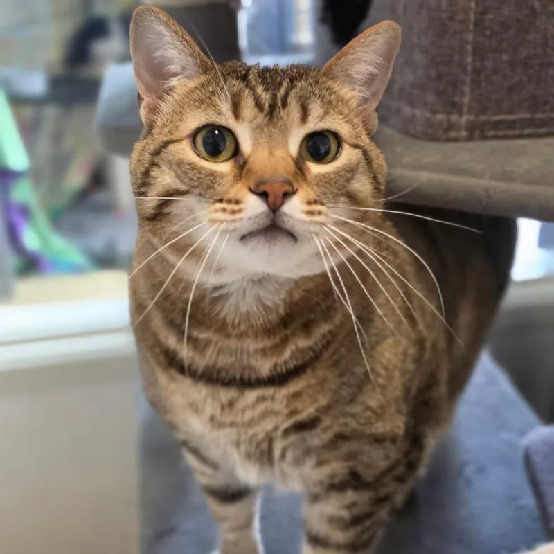 Nala  Chino Hills thumbnail 6