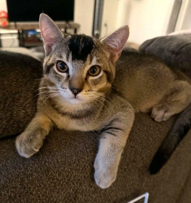 A young medium-sized female Domestic Short Hair cat named Kippers for adoption in Anchorage, AK