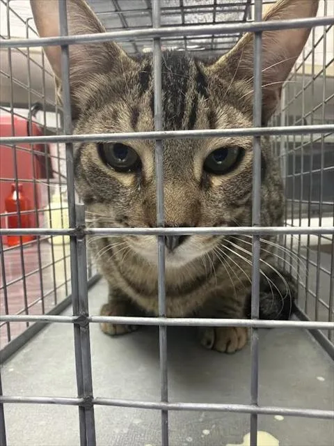 A young large-sized male Domestic Short Hair cat named Atom for adoption in Las Vegas, NV