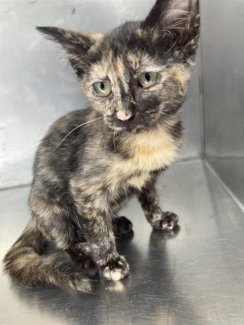 A baby small-sized female Domestic Short Hair cat named Cali for adoption in Dallas, TX