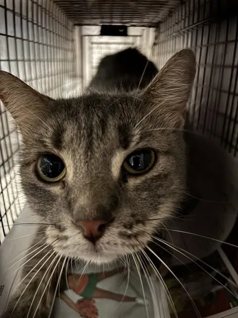 An adult small-sized female Domestic Short Hair cat named Mercy for adoption in Miami, FL