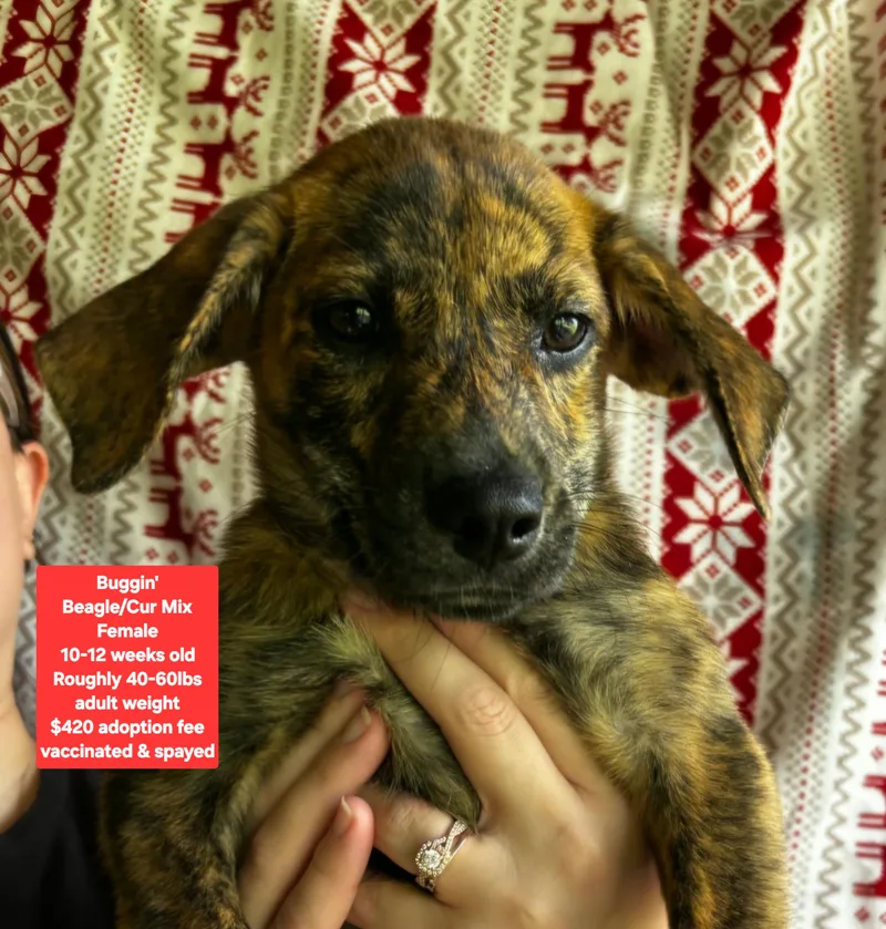 A baby medium-sized female Beagle dog named Buggin' for adoption in Oviedo, FL