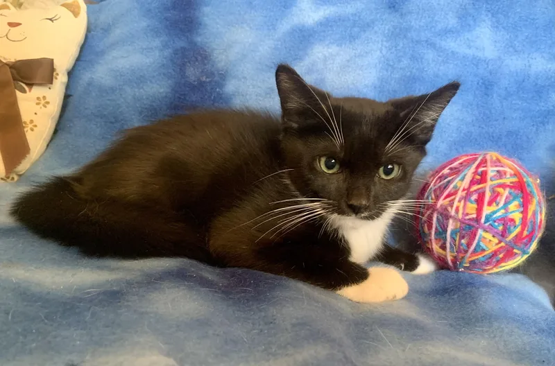 A young medium-sized male Black & White / Tuxedo Domestic Short Hair cat named Conrad for adoption in San Jose, CA