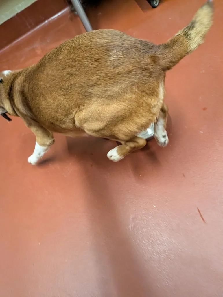 A young medium-sized male Mixed Breed dog named Chubbs for adoption in Douglasville, GA