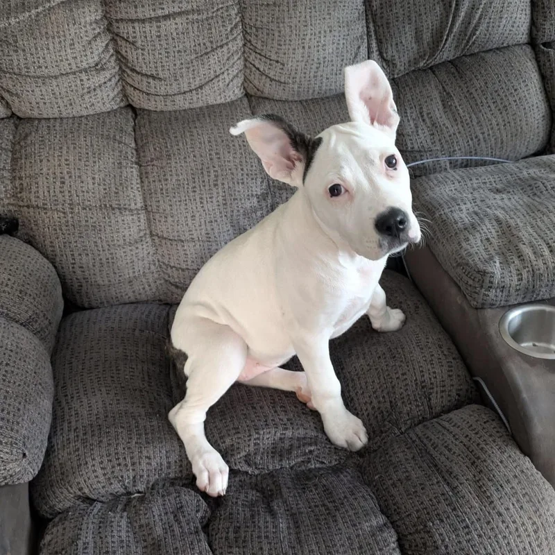 A baby medium-sized female White / Cream Boxer dog named Bunny for adoption in Springfield, MO