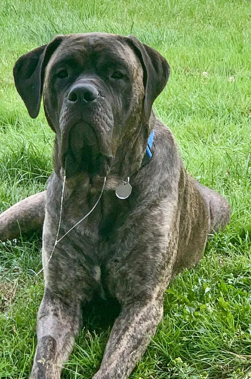 An adult extra large-sized female Mastiff dog named Joy for adoption in Glover, VT