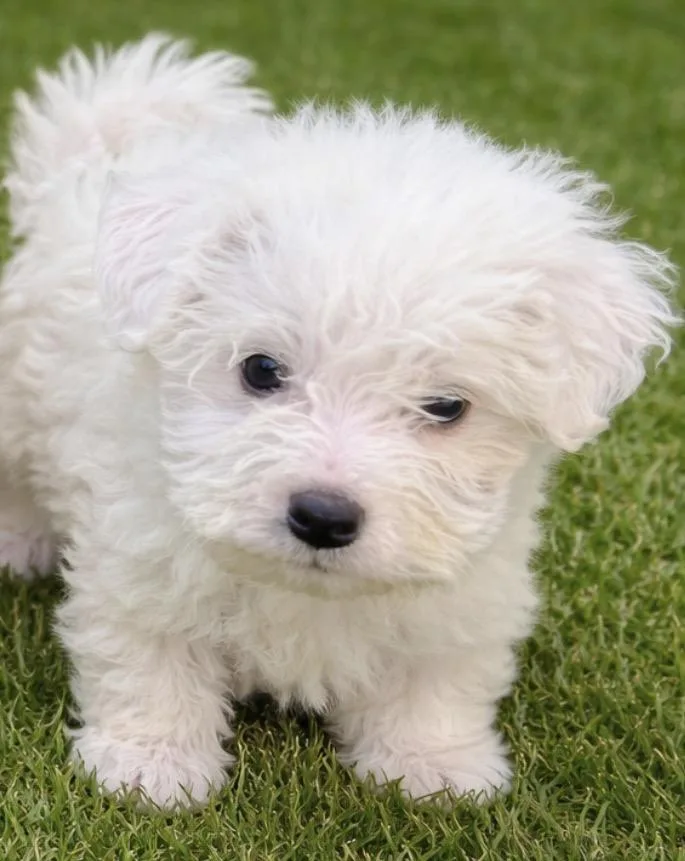 A baby small-sized female White / Cream Maltese dog named Bali for adoption in Cerritos, CA