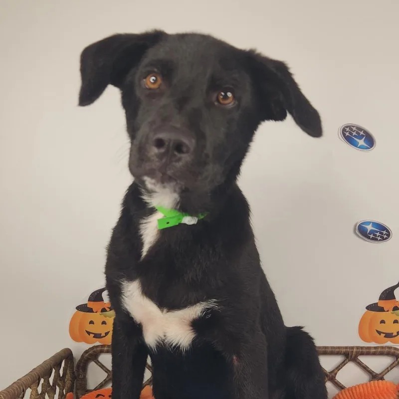 A baby medium-sized male Black Labrador Retriever dog named Max for adoption in Fort Wayne, IN