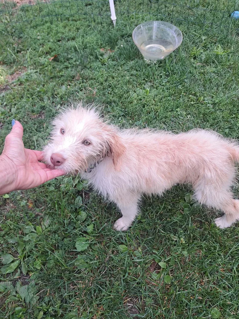 A young large-sized male Golden Retriever dog named Elliott for adoption in Byron, IL