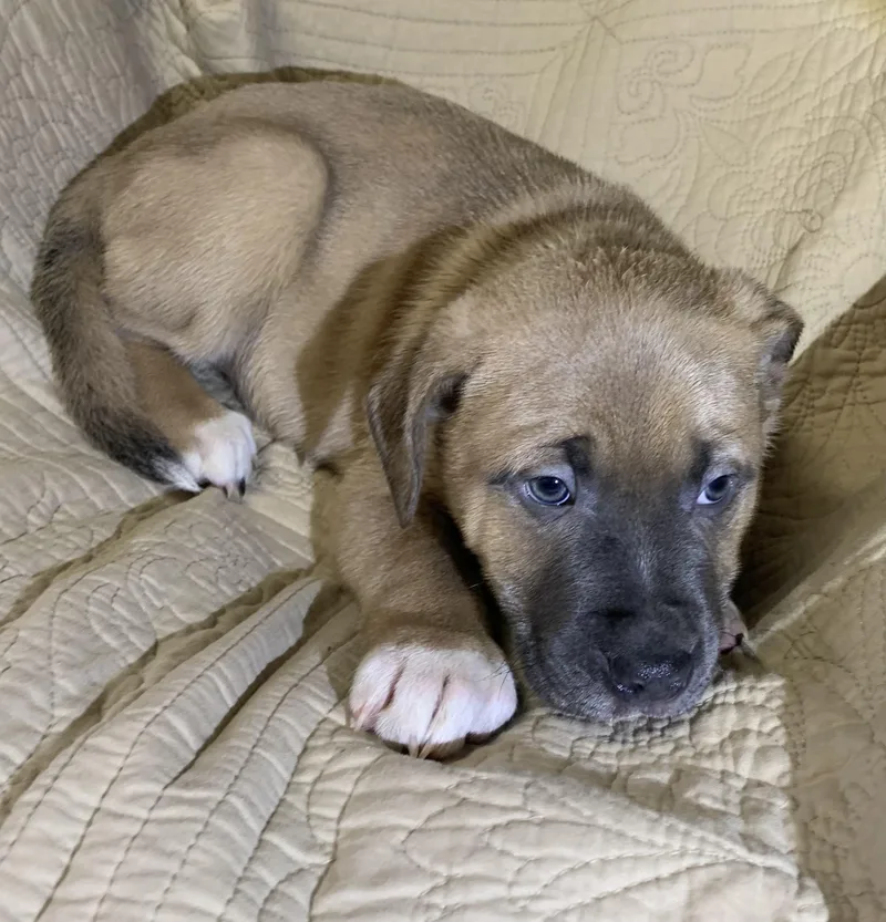 A baby large-sized male Yellow / Tan / Blond / Fawn American Staffordshire Terrier dog named Diesel for adoption in Massena, NY