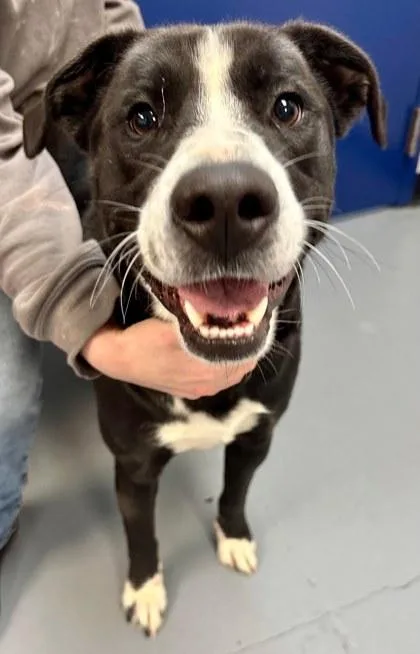A young large-sized male Labrador Retriever dog named Max for adoption in Bowling Green, KY