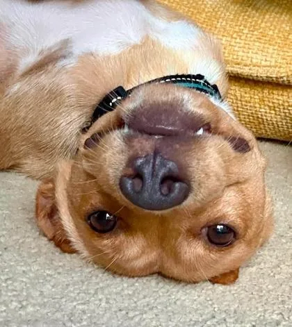 An adult medium-sized female Beagle dog named FaLuLu for adoption in Malvern, PA
