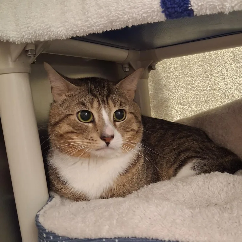 An adult large-sized male Domestic Short Hair cat named Chico for adoption in York, PA