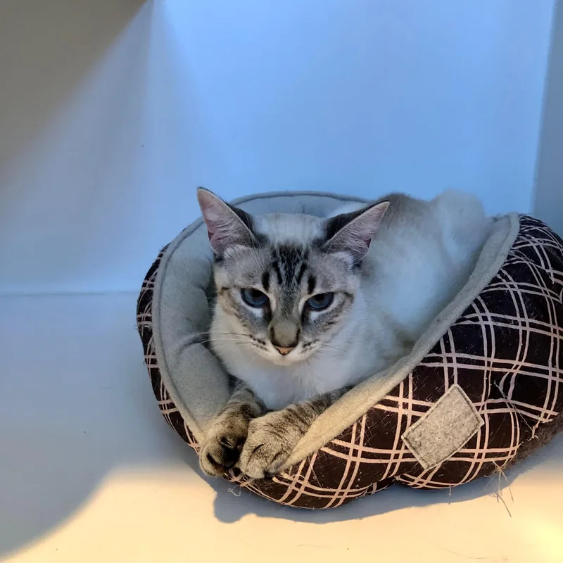 A young large-sized female Siamese cat named Skye for adoption in Lodi, CA