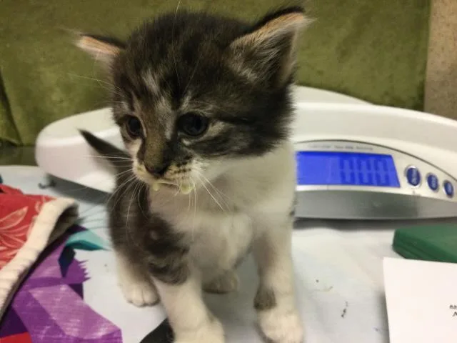 A baby small-sized female Domestic Short Hair cat named Tory Burch for adoption in Riverside, CA