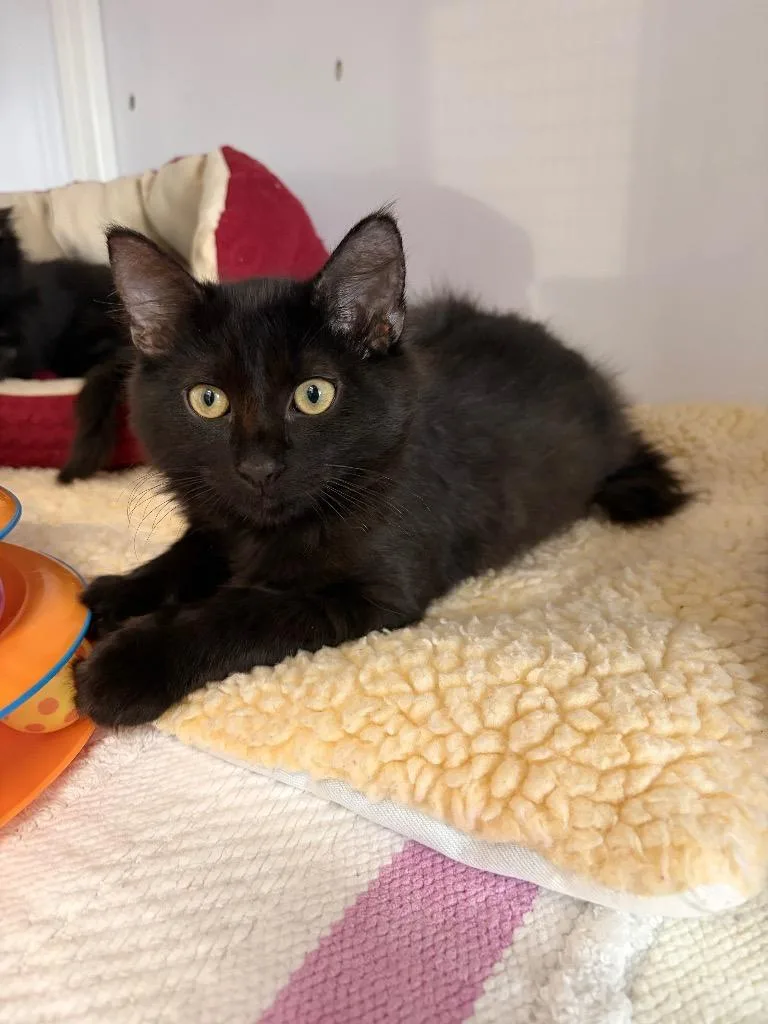A baby medium-sized male Domestic Short Hair cat named Centaur for adoption in Peoria, AZ