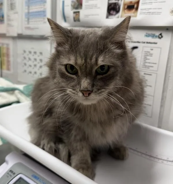 A senior small-sized male Domestic Long Hair cat named Hewey for adoption in Escondido, CA