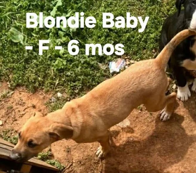 Blondie Baby