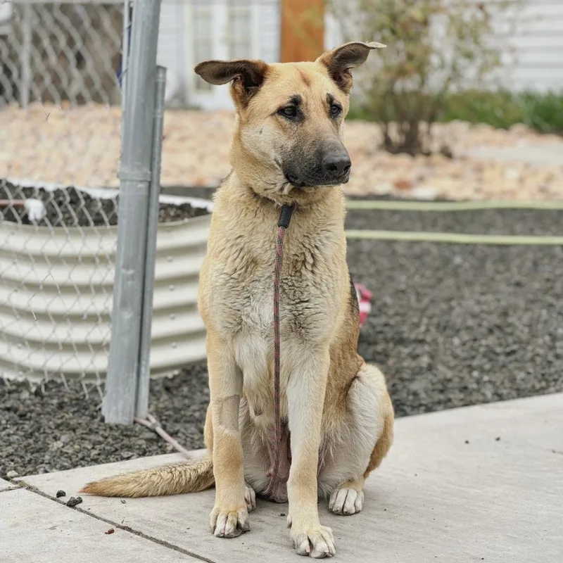 Sweet Pea thumbnail 2