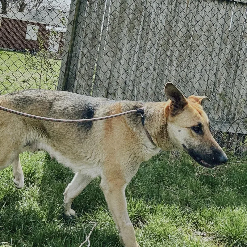 Sweet Pea thumbnail 3