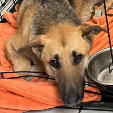 Sweet Pea thumbnail 4