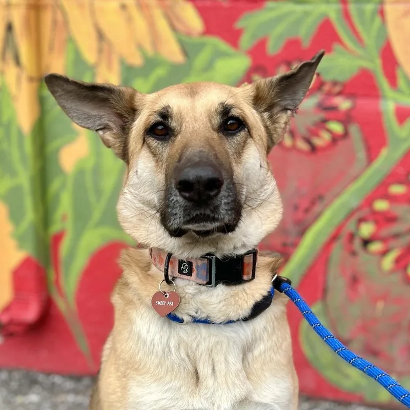 Sweet Pea thumbnail 5