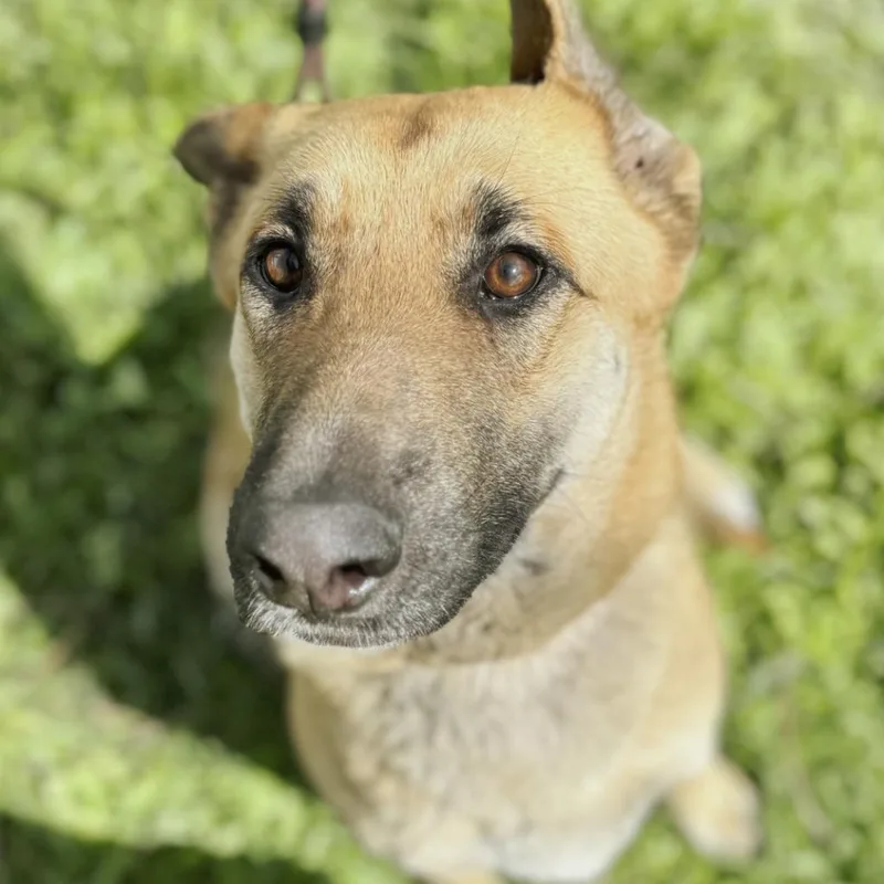 Sweet Pea thumbnail 6